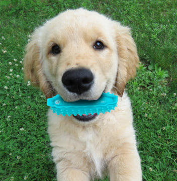 Rubber Squeaky Dog Ball Teething Trainning For Small Medium Puppies