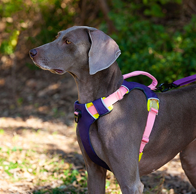 Adjustable Reflective  Oxford Large Dog Harness Leash Set With Easy Control