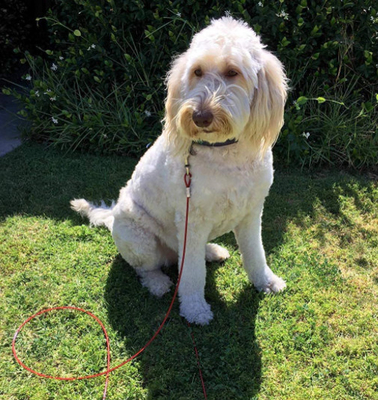 30ft Heavy Duty Outside Long Slip Lead For Dogs Camping Yard