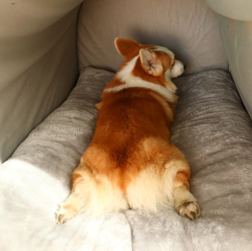 Foldable 2 In 1 Washable Cozy Pet Cave Bed With Removable Cushion