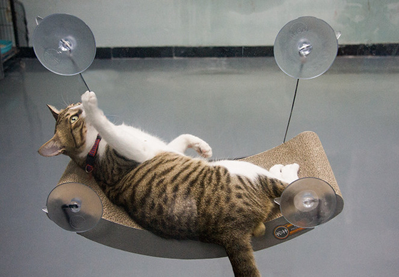 Space Saving Window Mounted Cat Bed For Large Cats &Kittens