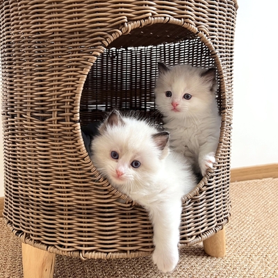 Woven Pet Dog House Extra Large Cat Cave House Tripod Breathable
