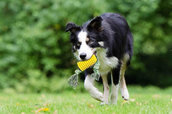 Pet Teeth Grinding Resistant Tooth Cleaning Toothbrush Corn Strap Dog Toy