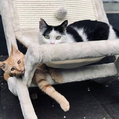Pet Cat Sofa Bed Sunbathing Chair Sleeping Recliner Cat Scratching Board Cat Scratching Board