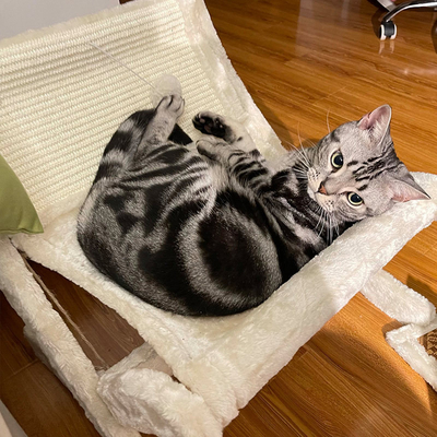 Pet Cat Sofa Bed Sunbathing Chair Sleeping Recliner Cat Scratching Board Cat Scratching Board