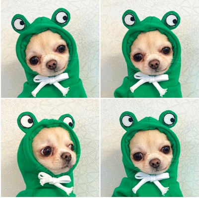 Autumn And Winter Cotton Plush Hooded Sweater For Pet