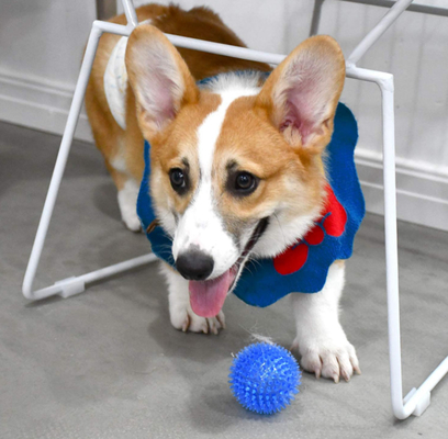 Interactive Natural Rubber Dog Chew Toys Eco Friendly