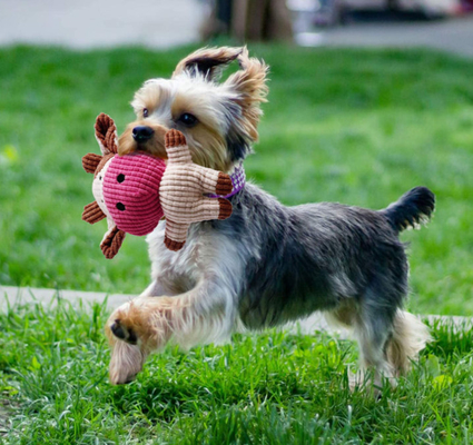 Natural Stuffed Squirrel Dog Plush Toys For Puppies