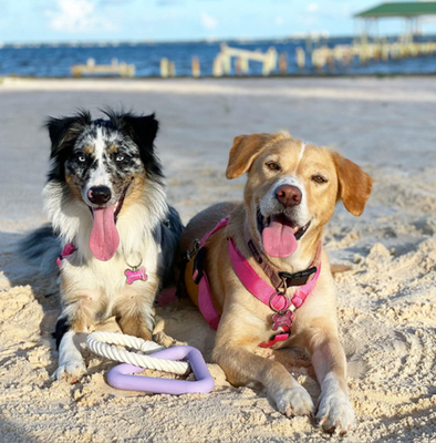 Best Interactive Knotted Rope Triangle Tug Training Toysfor Large Dogs