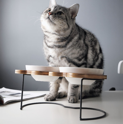 Elevated Ceramic Dog Cat Bowls for Food and Water