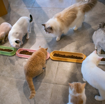 ABS Anti Skid Extended Pet Food Dishes For Puppy Large Dog