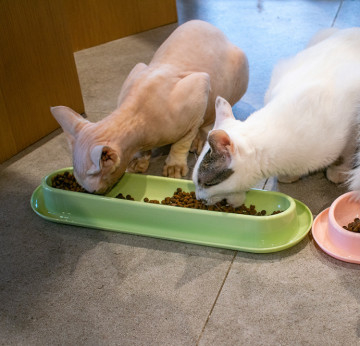 ABS Anti Skid Extended Pet Food Dishes For Puppy Large Dog