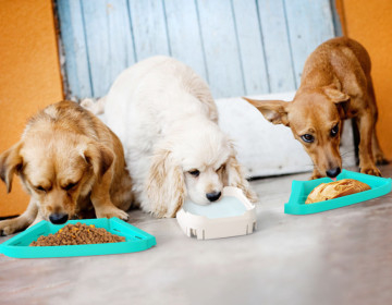 Pet Puzzle Slow Feeder IQ Interactive Training Toy