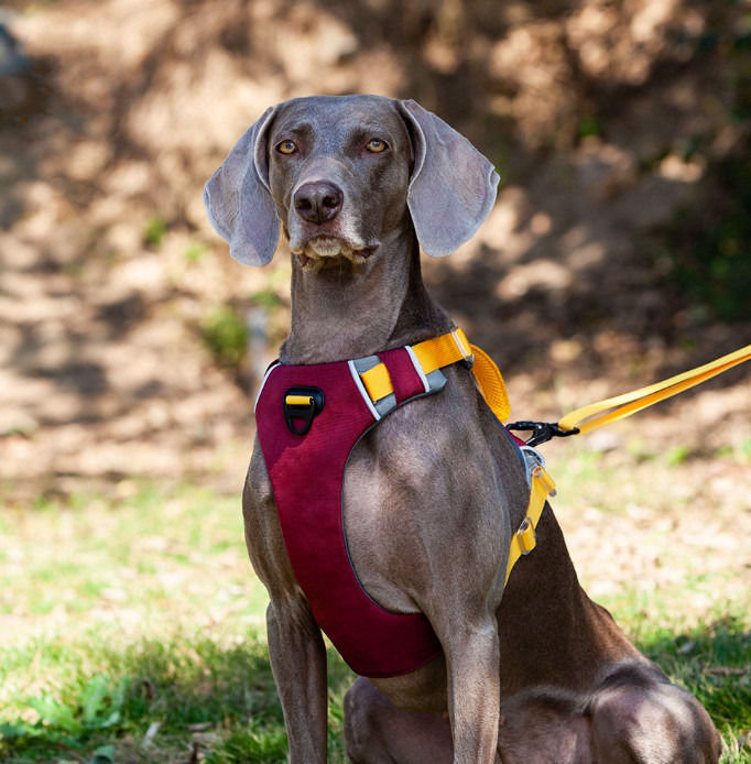 Adjustable Reflective  Oxford Large Dog Harness Leash Set With Easy Control