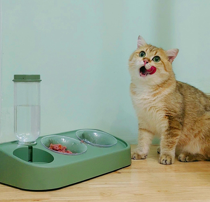 Ceramic Automatic Cat Feeder Dry Wet Depart For Cats